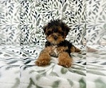 Small #5 YorkiePoo