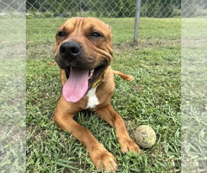 Tommy - Male Labrador Retriever-Unknown Mix Dog for Adoption - Photo #8