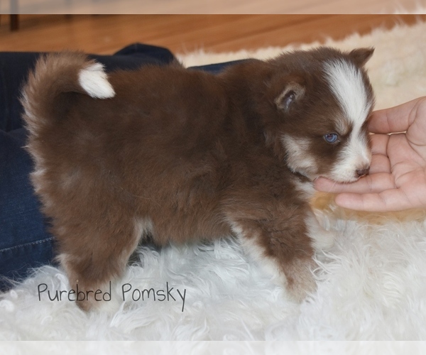 Medium Photo #5 Pomsky Puppy For Sale in KANSAS CITY, MO, USA