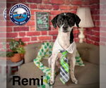 Small #7 Rat Terrier Mix