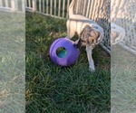 Small #5 Labrador Retriever Mix