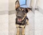 Small #1 German Shepherd Dog