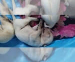 Puppy Puppy 1 Labrador Retriever