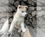 Small #4 Siberian Husky