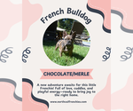 Small French Bulldog