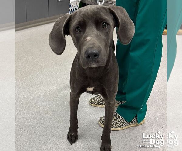 Medium Photo #3 Retriever -Weimaraner Mix Puppy For Sale in Washington, DC, USA