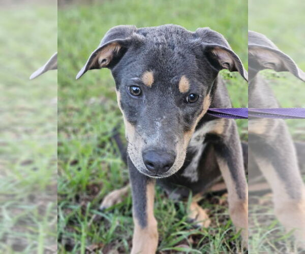 Medium Photo #6 Feist Terrier-Unknown Mix Puppy For Sale in Wakefield, RI, USA