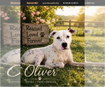 Oliver - Male Dalmatian-Unknown Mix Dog for Adoption - Small photo