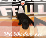 Small #1 Goldendoodle
