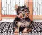 Small Yorkshire Terrier