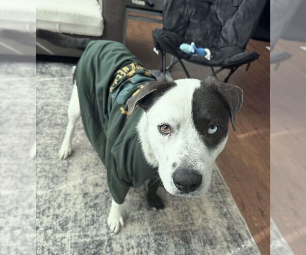 Medium Photo #3 Mutt Puppy For Sale in Plainfield, IL, USA