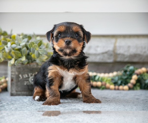 Medium Photo #1 Yorkshire Terrier Puppy For Sale in NAPPANEE, IN, USA