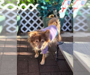 Chihuahua-Unknown Mix Dogs for adoption in MIDWAY, UT, USA