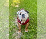 Small #4 Bulldog