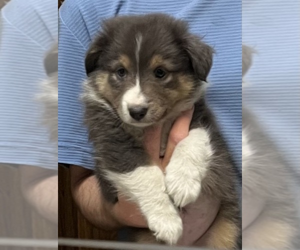 Medium Photo #1 Shel-Aussie Puppy For Sale in FORT MORGAN, CO, USA