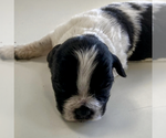 Small Photo #2 Mutt Puppy For Sale in Vail, AZ, USA