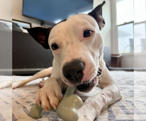Medium Photo #5 American Staffordshire Terrier-Labrador Retriever Mix Puppy For Sale in San Juan Capistrano, CA, USA