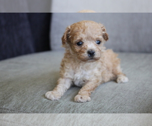 Poodle (Toy) Puppy for sale in HOUSTON, TX, USA