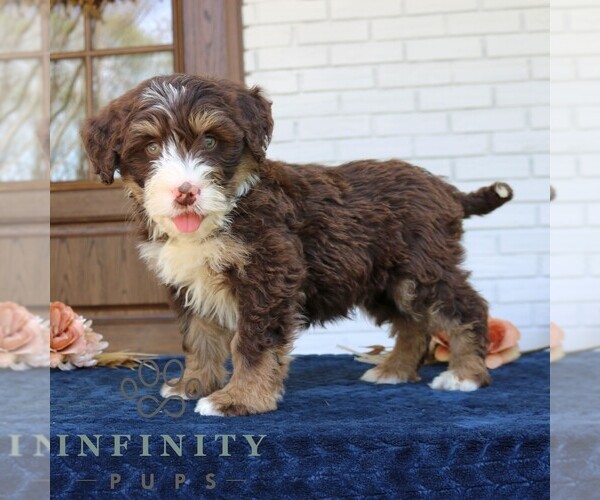 Medium Photo #3 Bernedoodle (Miniature) Puppy For Sale in PARADISE, PA, USA