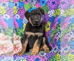 German Shepherd Dog Puppy for sale in GLEN ROCK, PA, USA