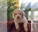 Small Photo #15 Goldendoodle (Miniature) Puppy For Sale in LEWISBURG, PA, USA