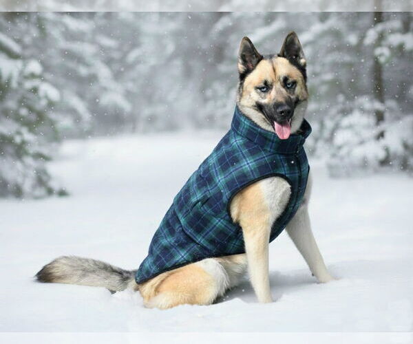 Medium Photo #3 Gerberian Shepsky Puppy For Sale in Spring Lake, NJ, USA