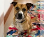 Small #45 Black Mouth Cur-Boxer Mix