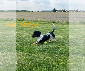Mother of the Dachshund puppies born on 04/14/2026