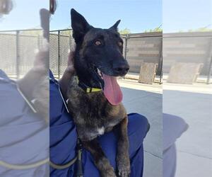 Mutt Dogs for adoption in Elk Grove, CA, USA