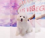 Small Photo #3 Poodle (Toy) Puppy For Sale in LAS VEGAS, NV, USA