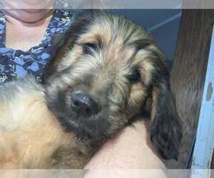 Goldendoodle Puppy for Sale in FYFFE, Alabama USA