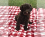 Small #6 Labradoodle