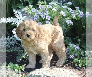 Cavapoo Puppy for sale in FREDERICKSBURG, OH, USA