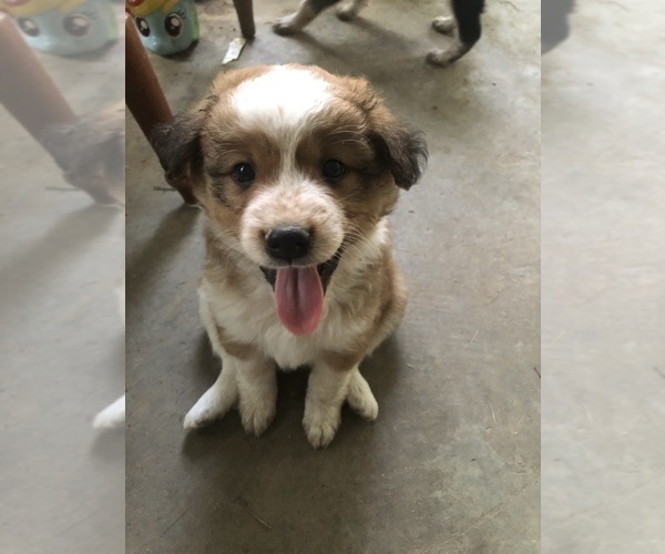 Medium Photo #4 Texas Heeler Puppy For Sale in CARROLLTON, MS, USA