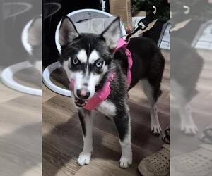 Siberian Husky-Unknown Mix Dogs for adoption in San Antonio, TX, USA