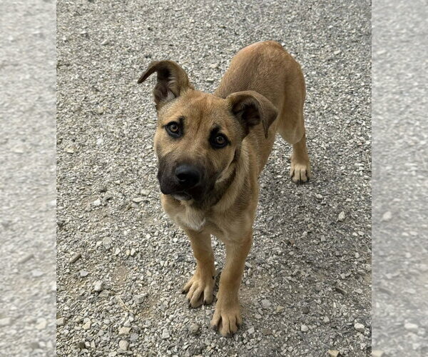 Medium Photo #3 German Shepherd Dog-Unknown Mix Puppy For Sale in Evansville, IN, USA
