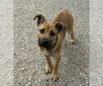 Small #2 German Shepherd Dog Mix