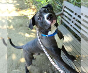 American Pit Bull Terrier Dogs for adoption in Long Beach, CA, USA