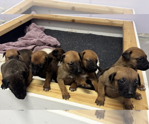 Medium Photo #3 Belgian Malinois-Rhodesian Ridgeback Mix Puppy For Sale in LEHIGH ACRES, FL, USA