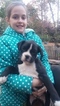 Small Photo #1 Boxer Puppy For Sale in DENVER, PA, USA