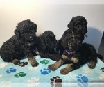 Small Photo #17 Poodle (Standard) Puppy For Sale in ELMWOOD, WI, USA