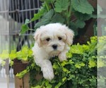 Small Photo #1 Bichon Frise-Cavachon Mix Puppy For Sale in BIRD IN HAND, PA, USA