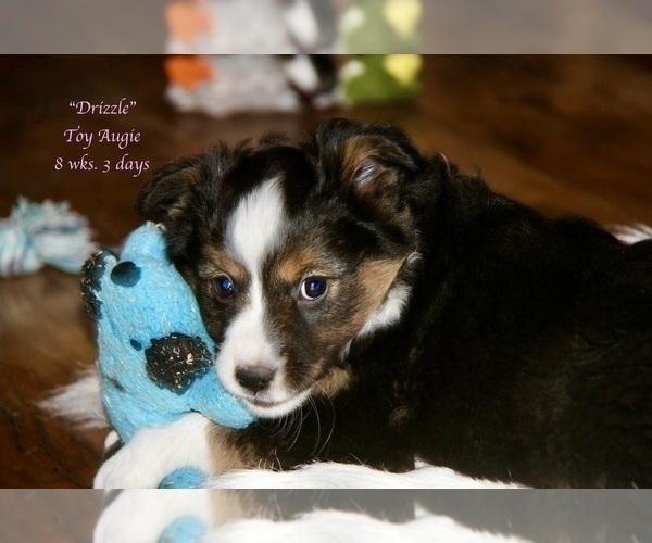 Medium Photo #3 Aussie-Corgi Puppy For Sale in LIND, WA, USA
