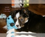 Small Photo #3 Aussie-Corgi Puppy For Sale in LIND, WA, USA