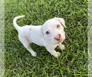 Mutt Dogs for adoption in Holly Springs, NC, USA
