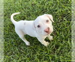 Small Mutt