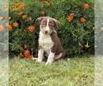 Small #1 Border Collie-Bordoodle Mix