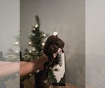 Puppy Lefty Lagotto Romagnolo