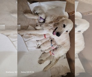 Mother of the English Cream Golden Retriever puppies born on 01/30/2024
