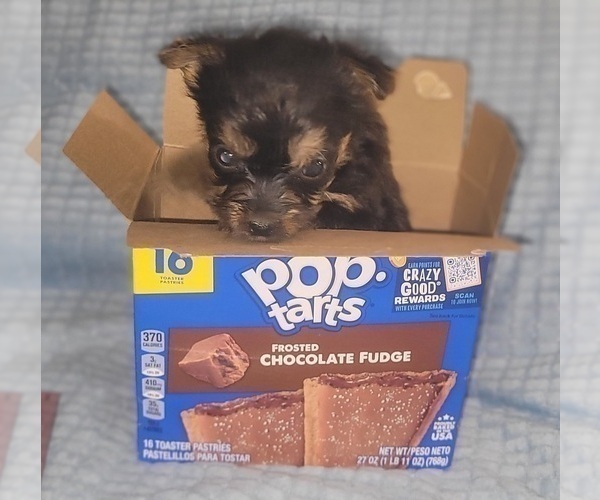 Medium Photo #209 Yorkshire Terrier Puppy For Sale in AKRON, OH, USA